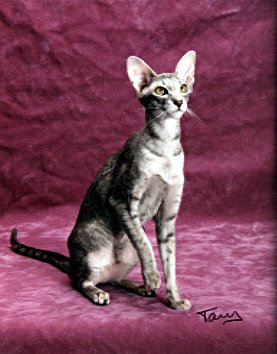 GC Chromatics Angel Baby