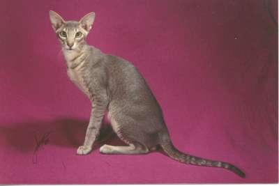 GR, CH Printer's Arronmore of Eastridge