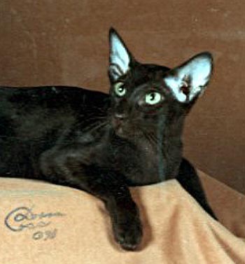 GC, RW Chromatics Espresso