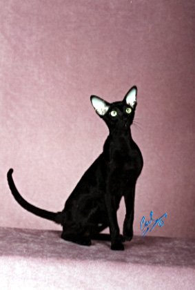 GC Chromatics Galena