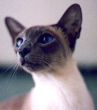 GP Chromatics Miss Moneypenny